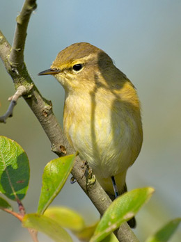 chiffchaff