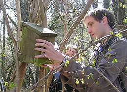 dormouse survey