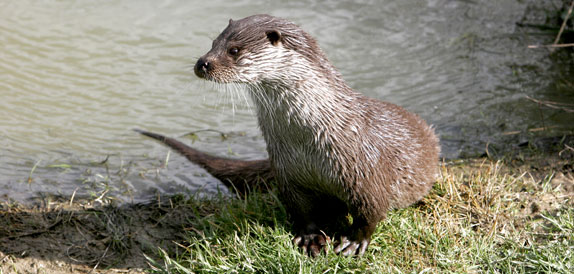 otter